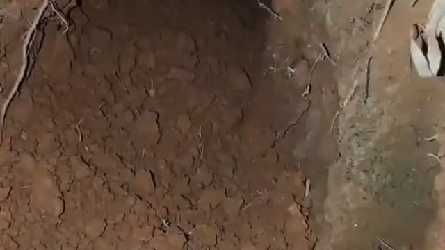 你挺大个人你欺负耗子