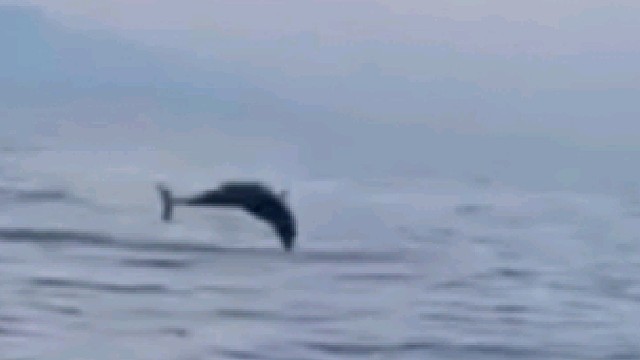 第一次见到翻滚720度的海豚，一看就不是家养的