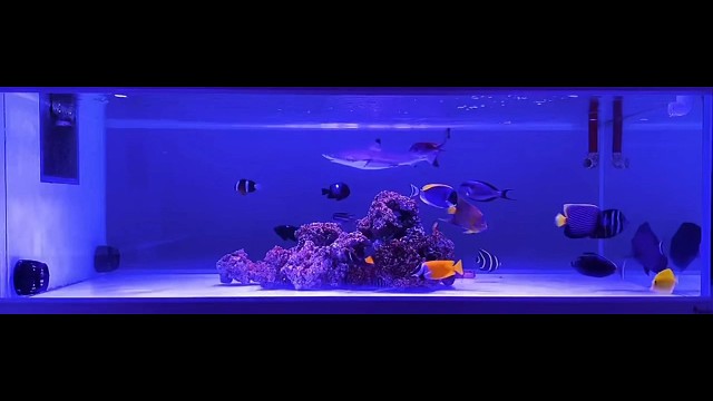 纪念逝去的鱼鱼