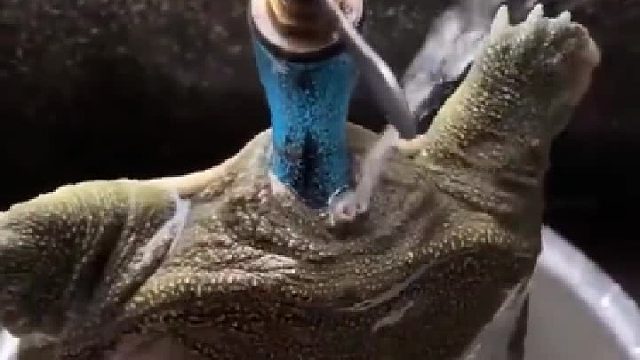 王八：这是人干的事？