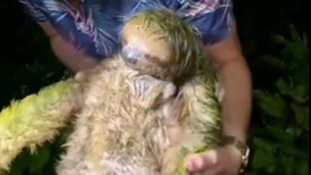 这玩意能不能抢到吃的都是个问题[捂脸]