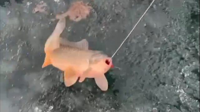 这天冷的 鱼出水就弯了