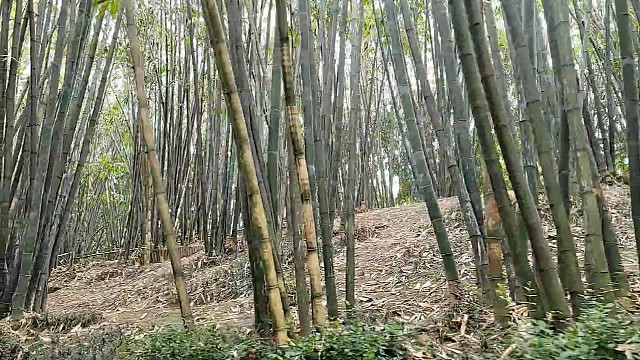 成都浣花溪美景3