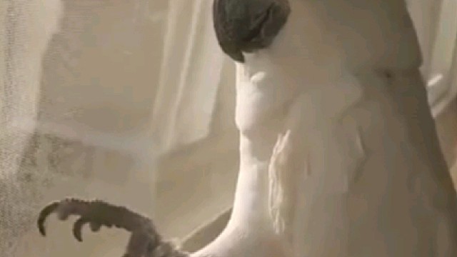 看我灵活的爪爪