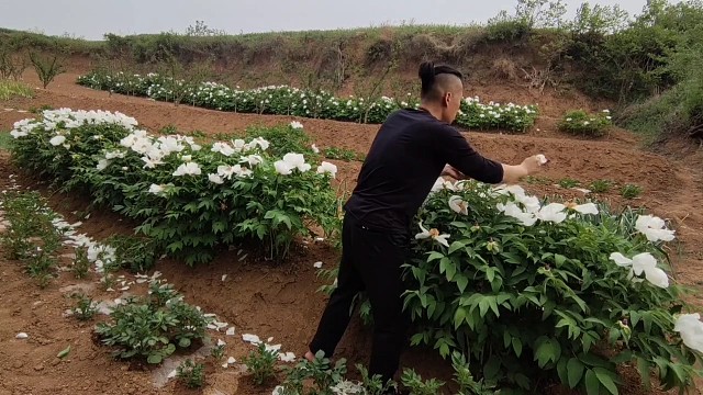 大叔，忙得很，游戏打完下播去田里要干活，牡丹花剪枝隆根