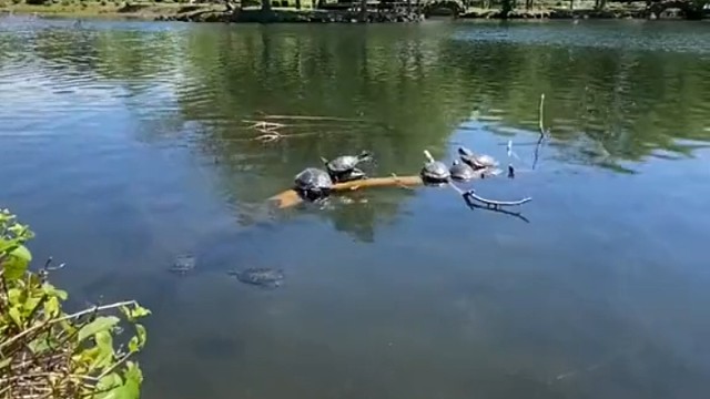 又是不如不如龟的一天呀