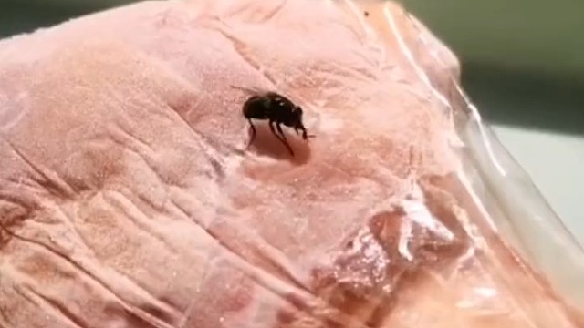 苍蝇：卧槽，是陷阱