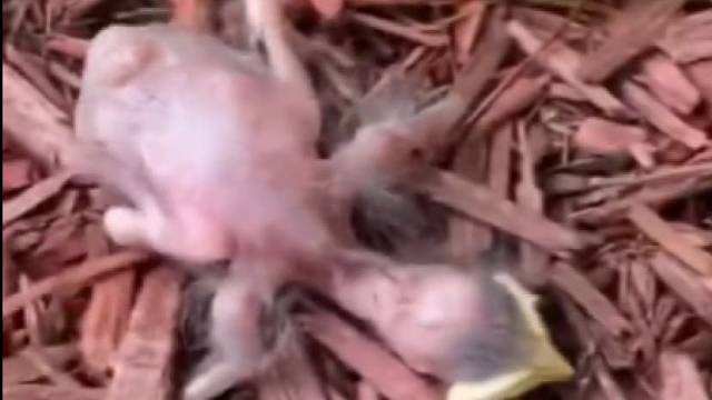 国外农场主捡了一只小鸟，没想到小鸟长大以后成这样了