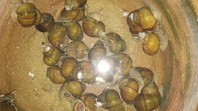 户外臭水沟子捞鱼《二》