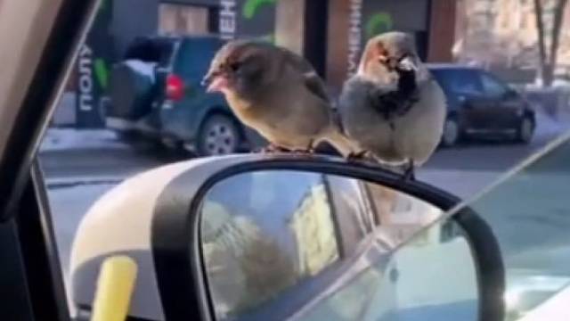 最后一只：请打开麦克风交流！