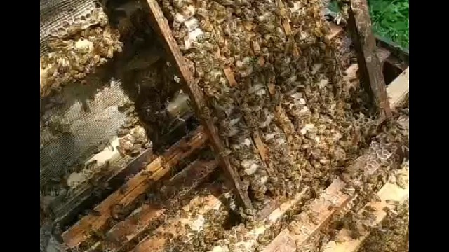 蜂皇浆的作用和功效男性吃蜂王浆好吗？蜂王浆的吃法吃多少蜂王浆的采集提取#蜂王浆#新鲜蜂王浆蜂皇浆