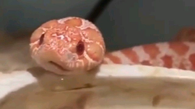 据说猪鼻蛇让很多怕蛇的人都觉得可爱！