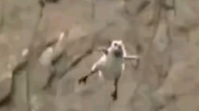 身为老师，我想知道，妈妈是怎么说服雏鸟往下跳的