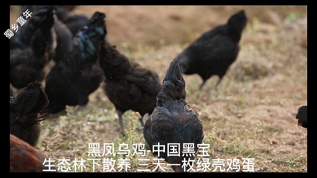 生态林下散养不吃抗生素巴山土鸡绿壳鸡蛋三天一枚健康营养蛋