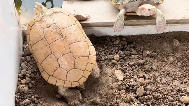 跳的不错，10分能打6.6