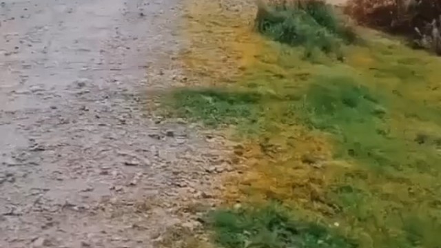 开始以为是鸡，后来以为是狗，再后来。。。