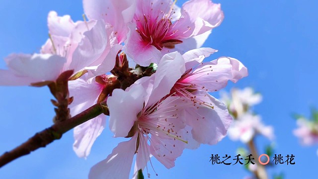 代表炽热之爱的桃花
