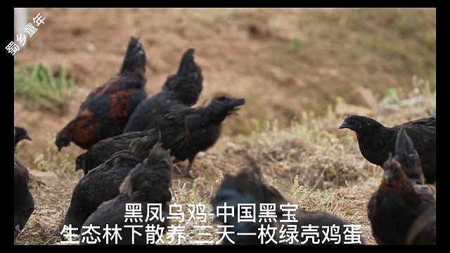 黑凤乌鸡土鸡蛋繁荣土鸡