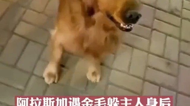 愣着干啥，快来保护我啊