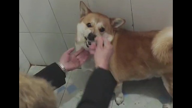 我妈给狗子喂饭