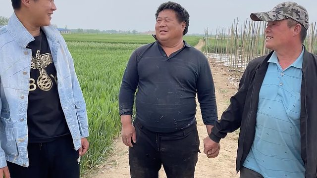 老爸花80000种20亩冬瓜，还让未来亲家拿35000投资，叔叔听了直摇头