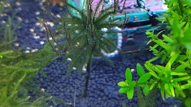 跟我从山东跋山涉水来到长春的外地野生虾，活的挺滋润