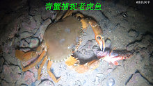 阿平赶海遇到一只大青蟹在捕鱼吃，之后还遇到了海鳗鱼和海胆