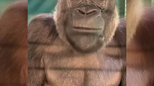 像不像你朋友吃东西的样子。