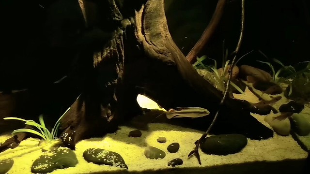 子非鱼安知鱼之乐