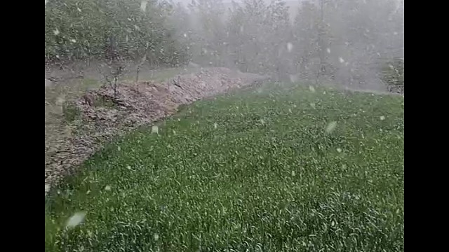 给兄弟们看下我们老家下雪的雪景。