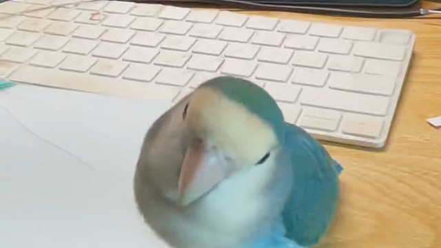 小鹦鹉想去哪里呀?