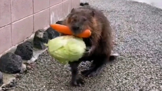 为一家人努力抗回食物的河狸爸爸