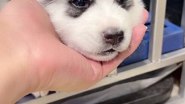 这是不是传说中的，小时候让门框夹过