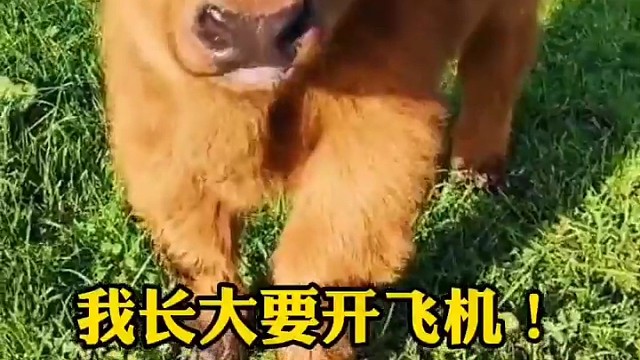 曾梦想仗剑走天涯可惜最后