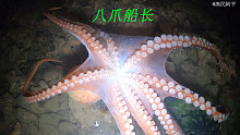 退潮后珊瑚礁里特别多海鲜抓，有八爪鱼和海虾还有螃蟹和海鳗龙