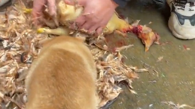 吓死了，吓死狗了