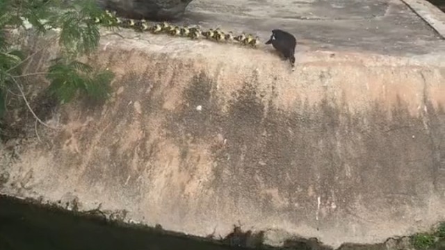 原来这就是鸭绿江[眼]