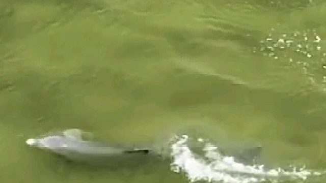 以海豚的智商来说，这应该是个人恩怨