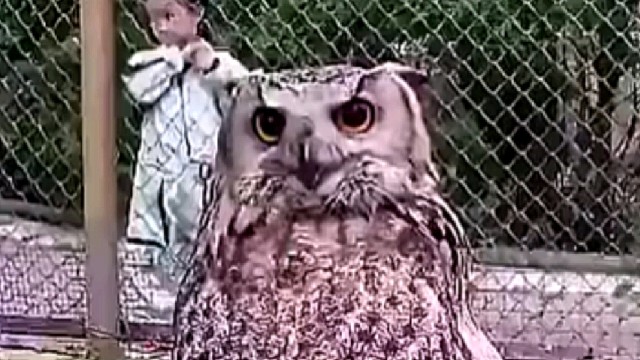 这就是传说中的360度无死角鹰眼摄像头，看到猫头鹰我终于明白了