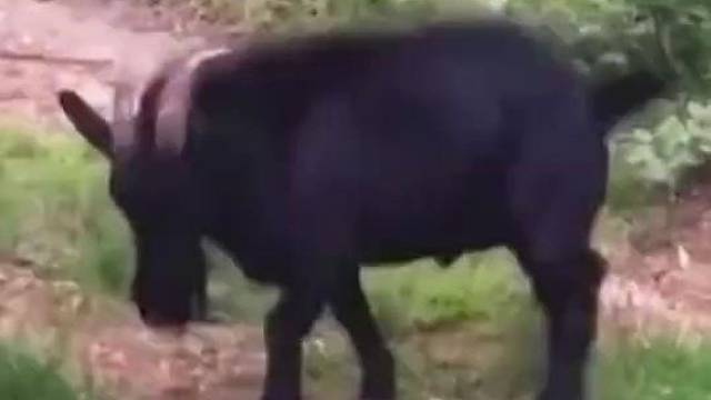 狗子：你撞一个逝世