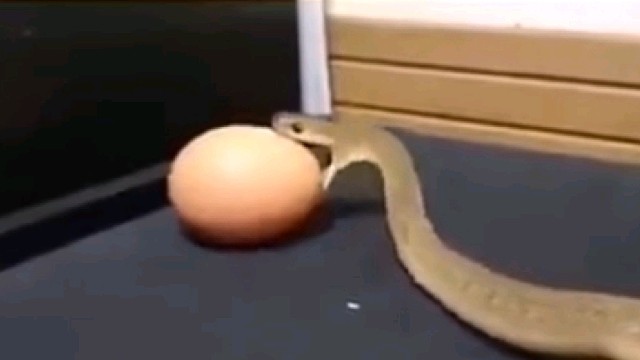 蛇吞蛋，这么小一条蛇竟然能吞进这么大的蛋，有点夸张