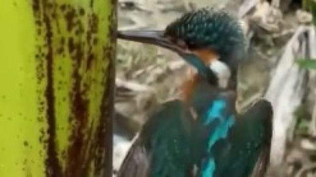 翠鸟因飞太猛，嘴扎进芭蕉树中被“解救”，翠鸟：我真不是啄木鸟