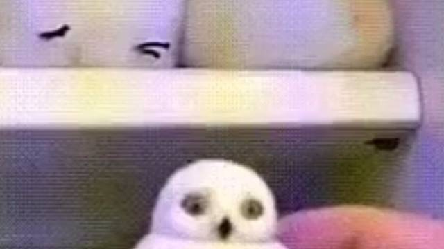 它居然还知道挪位置！