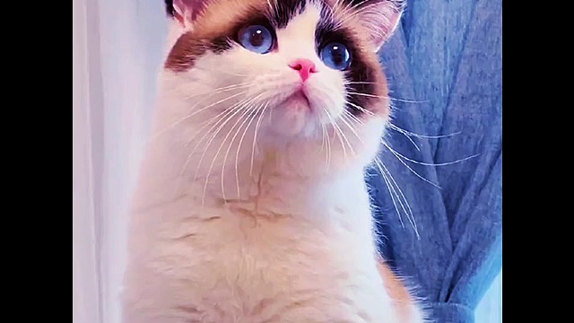 萌宠猫咪物语掂