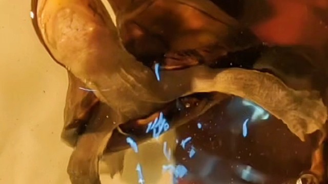 白天喂龟，上班