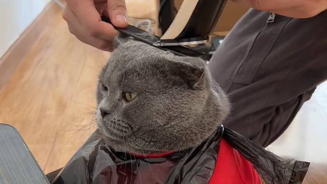 给多宝理个平头好看吗