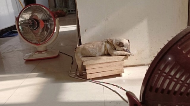 千奇百怪的睡姿