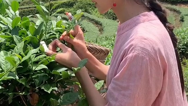 放牛的小阿妹采茶篇