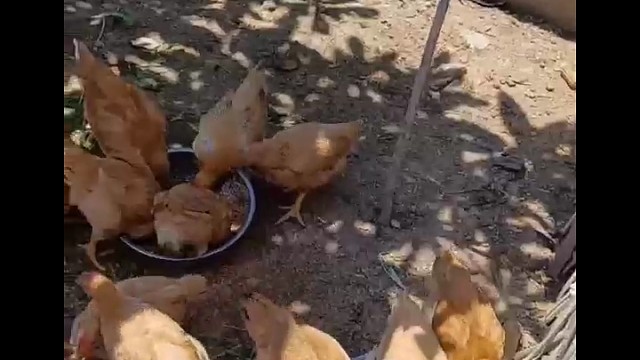 鸡仔，鸡仔，快快长大