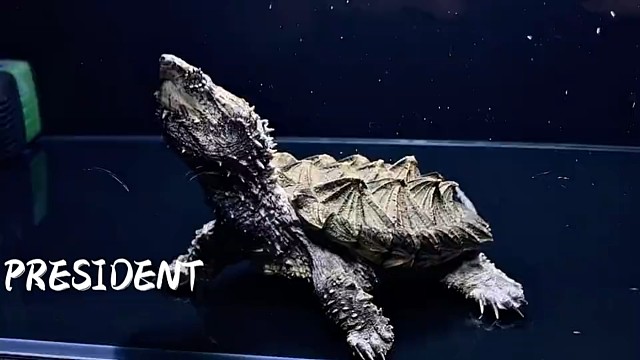 大鳄与小鳄的结晶